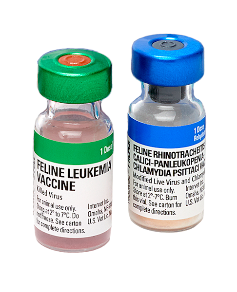 Nobivac felv deals vaccine